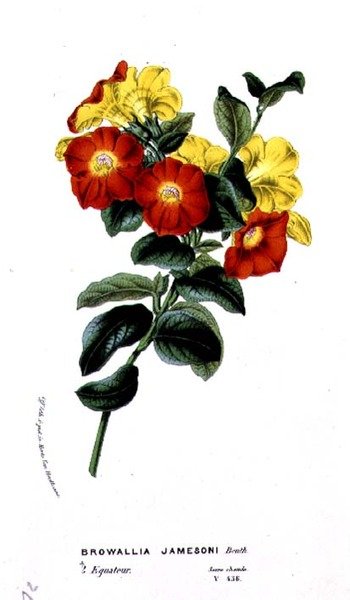 Browallia Jamesoni, from Horto Van Houtteano by Belgian School